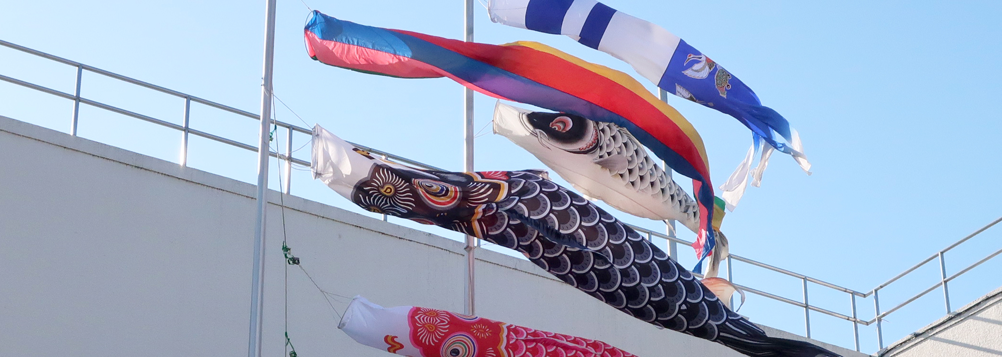 鯉のぼり2026HPT