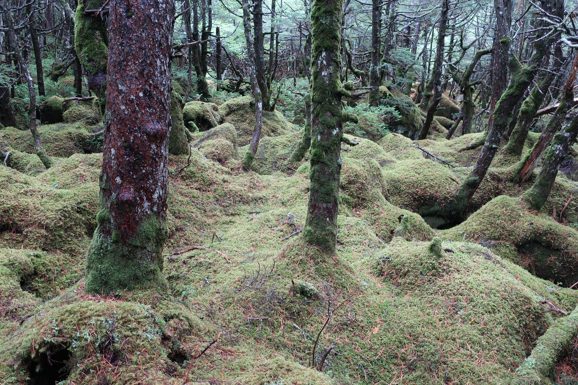 白駒の池の「もののけの森」