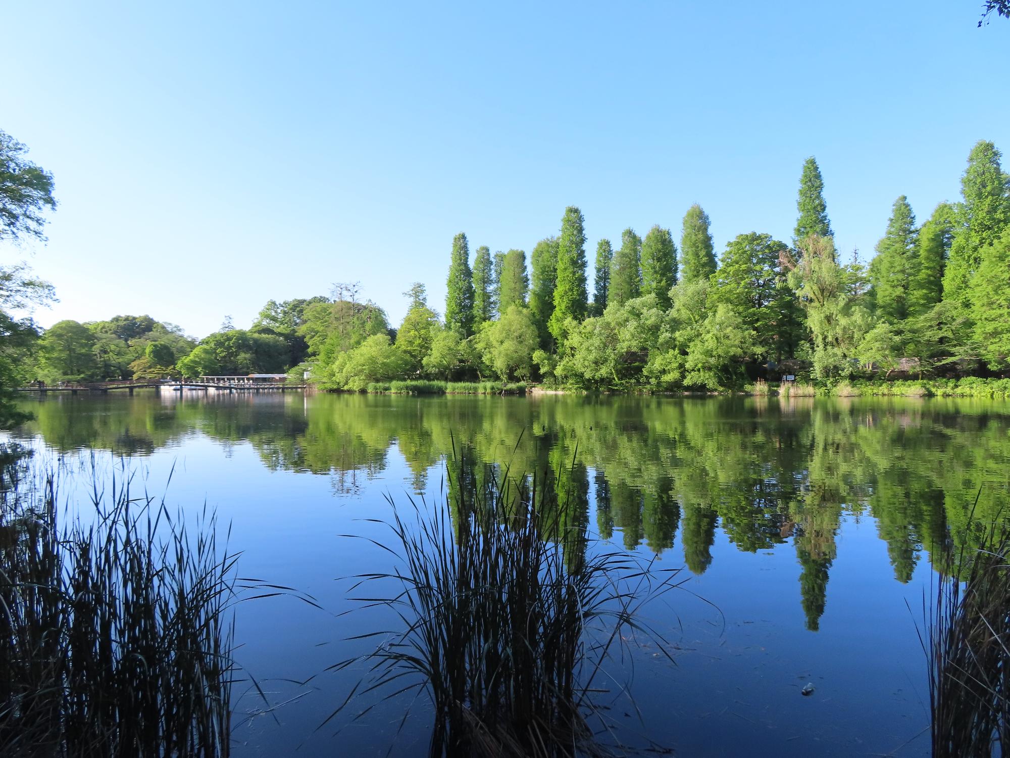 井の頭公園の風景写真